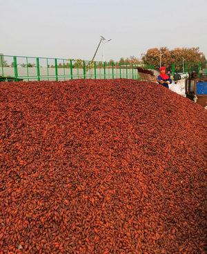 Increase in farmers' income